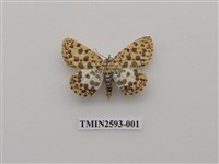 藏品(尺蛾106)的圖片